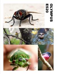 Olympus E520 for sale due to upgrade